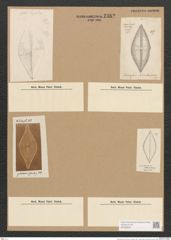 Diatomeae indet. (de-Toni-Nr.: Species 1263 ?) Zeichnungen Sammlung Grunow Nr. 2462 (NHMW-BOT-W0369634)